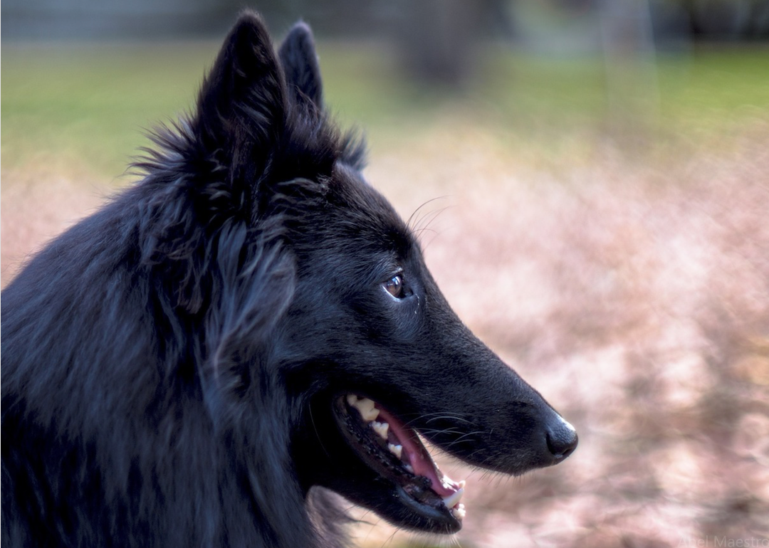 #15. Belgian sheepdog (tie)